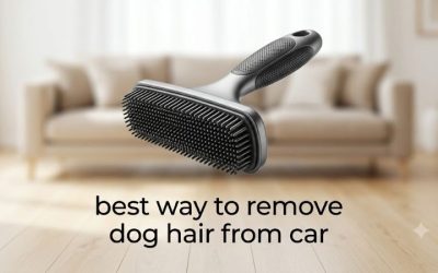 Best Way to Remove Dog Hair From Car: 6 Detailing Fixes