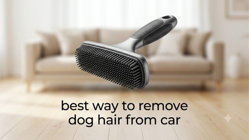 How to Choose the Best Way to Remove Dog Hair From Car Upholstery