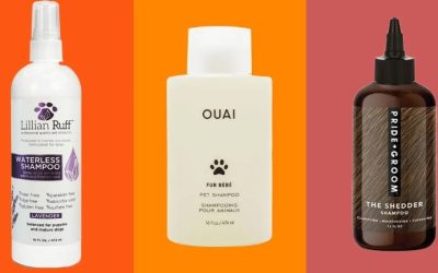 Dog Shampoo Best Picks for Every Coat and Skin Type in 2026