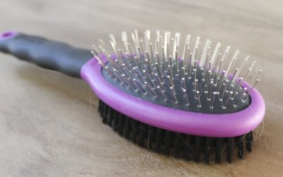 Dog Brush Best Picks Matched to Every Coat Type at Home