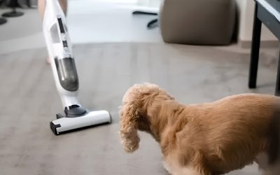 Vacuum Cleaner Dog Hair Best Picks for Heavy Shedding Season
