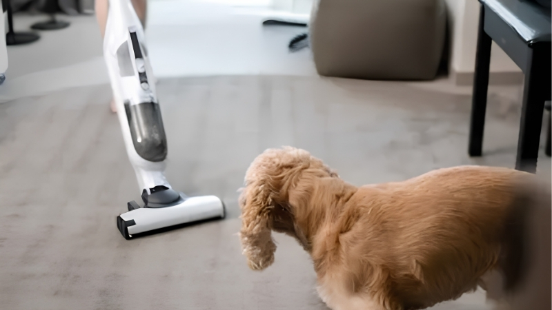 How to Judge Which Vacuum Cleaner Dog Hair Best Suits Your Home