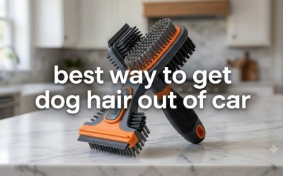 Best Way to Get Dog Hair Out of Car Seats and Footwells