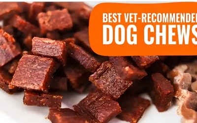 Best Rated Dog Dental Chews Dogs Actually Keep Eating Daily