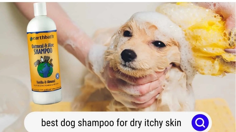 Why Dogs Itch