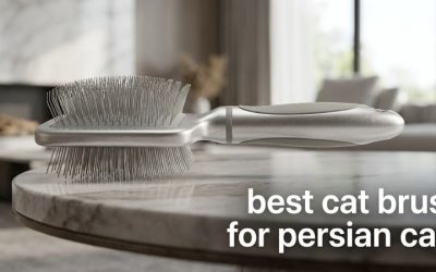 Best Cat Brush for Persian Cats: Six Daily Routine Picks