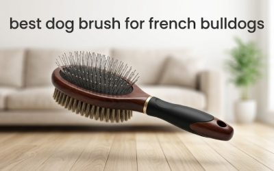 Best Dog Brush for French Bulldogs: Top Short-Coat Picks