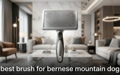 Best Brush for Bernese Mountain Dog Coats: 6 Proven Tools