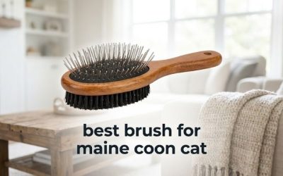 Best Brush for Maine Coon Cat Coats: 6 Picks for Thick Fur