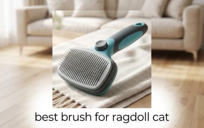 Best Brush for Ragdoll Cat Coats: 6 Gentle Everyday Picks