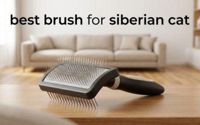 Best Brush for Siberian Cat: 6 Picks for Dense Triple Coats