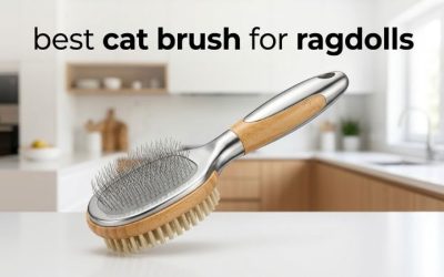 Best Cat Brush for Ragdolls: 6 Picks for Silky Long Coats