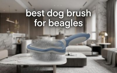 Best Dog Brush for Beagles: Six Picks for Heavy Shedders