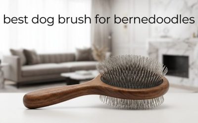 Best Dog Brush for Bernedoodles: Top Picks for Curly Coats