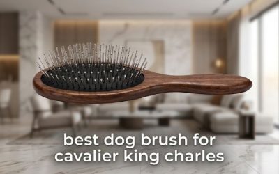 Best Dog Brush for Cavalier King Charles Coats: 6 Top Picks