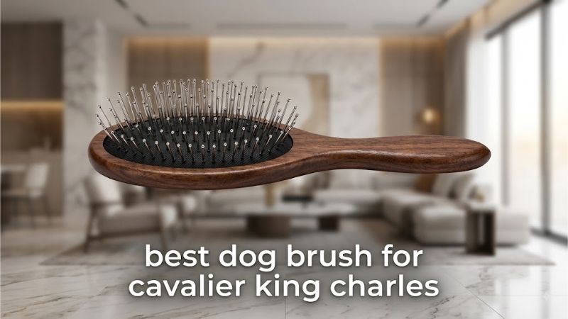 How to Choose the Best Dog Brush for Cavalier King Charles Spaniels
