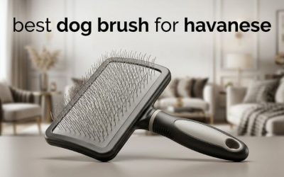 Best Dog Brush for Havanese: 6 Top Picks for Silky Coats