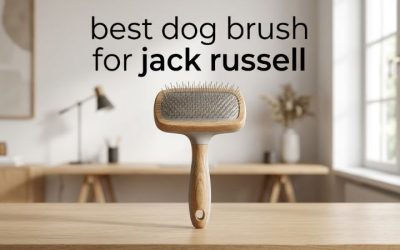 Best Dog Brush for Jack Russell: 6 Picks for Each Coat Type