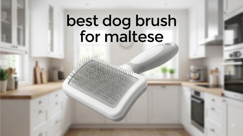How to Choose the Best Dog Brush for Maltese Coats