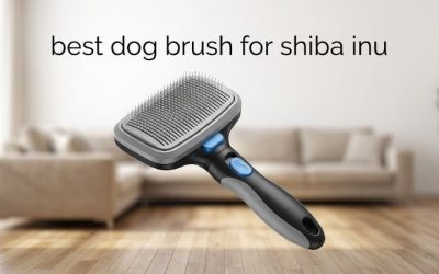Best Dog Brush for Shiba Inu: 6 Picks for a Double Coat