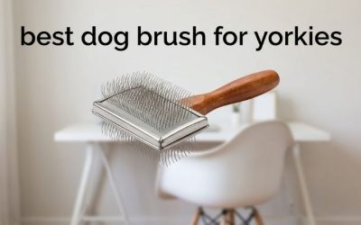 Best Dog Brush for Yorkies: Top Everyday Grooming Picks