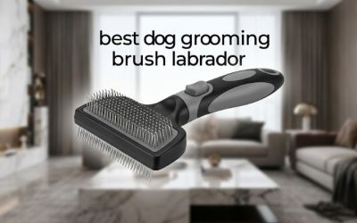Best Dog Grooming Brush Labrador Owners Love: Top Picks