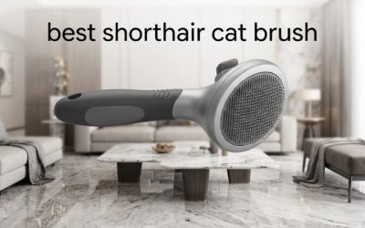 Best Shorthair Cat Brush: 6 Gentle Picks for Sleek Coats