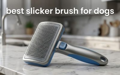 Best Slicker Brush for Dogs: 6 Top Picks for Every Coat