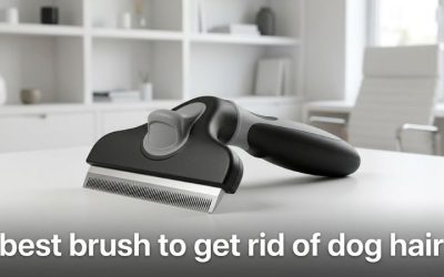 Best Brush to Get Rid of Dog Hair: 6 Top Shedding Picks