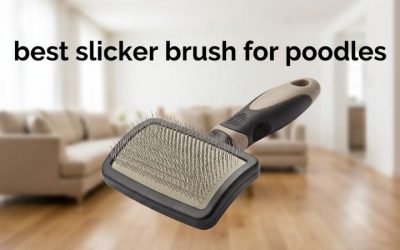 Best Slicker Brush for Poodles: 6 Top Picks for Curly Coats