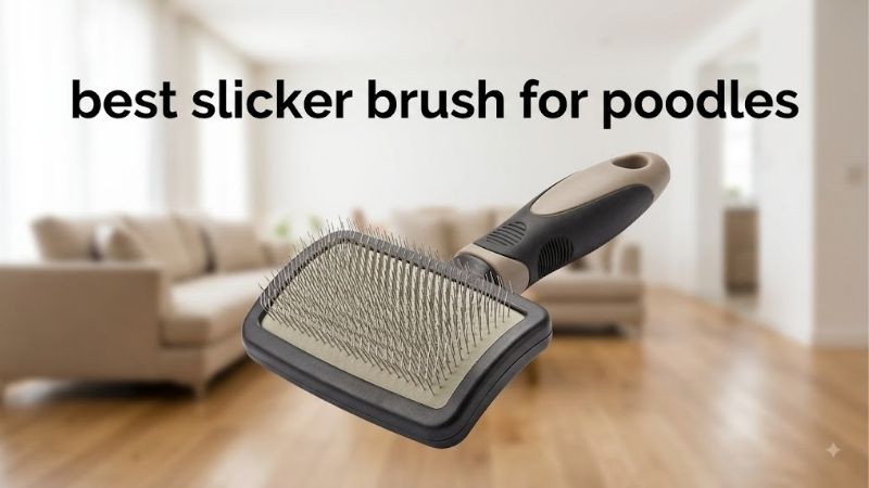 How to Choose the Right Best Slicker Brush for Poodles