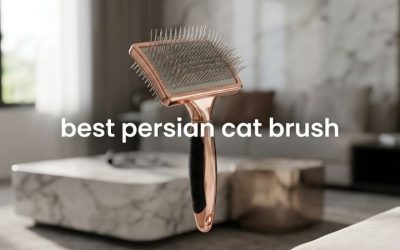 Best Persian Cat Brush: Six Rated on Build and Real Reach