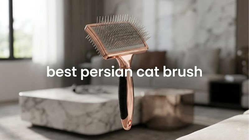 How to Judge the Best Persian Cat Brush on Specification