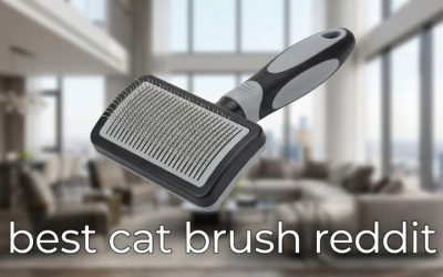 Best Cat Brush Reddit: 6 Picks That Owners Keep Recommending