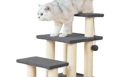 How to Safely Bathe a Cat: A Step-by-Step Guide