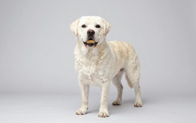 7 Best Dog Brushes for Golden Retrievers (2026)