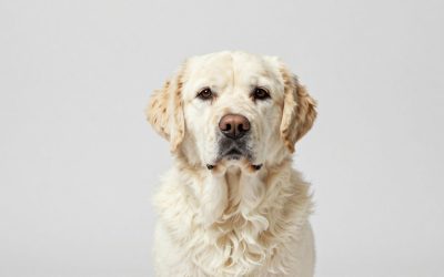 7 Best Dog Shampoos for Siberian Huskies (2026)