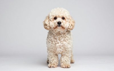 7 Best Puppy Shampoos for Goldendoodles (2026)