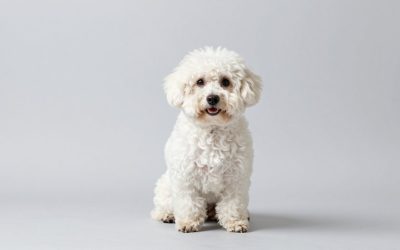 Best Puppy Shampoo for Sensitive Skin in 2026: Compared and Ranked