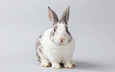 Best Rabbit Grooming Kits for Long Haired Breeds in 2026: Compared and Ranked
