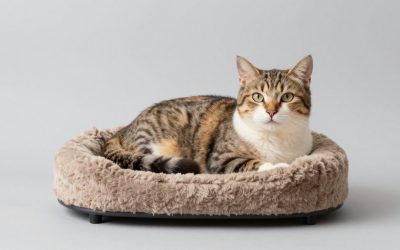 Cat Beds for Large Cats: 7 Roomy Picks for Maine Coons and Big Breeds