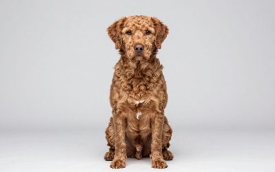 Dog Dandruff in Dogs: Causes and What Actually Helps