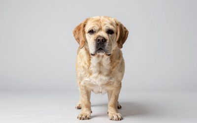 Dogs That Don’t Shed: Grooming Guide for Every Coat Type