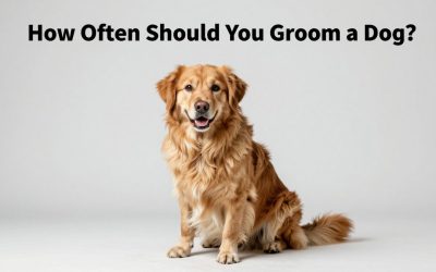 How Often Should You Groom a Dog? Schedule by Coat (2026)
