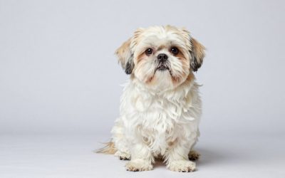 How to Groom a Shih Tzu at Home: Step-by-Step Guide