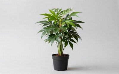 Lose When Rebirthing Plants vs Brainrots