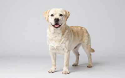 Will Shaving a Dog Help With Shedding? (2026)